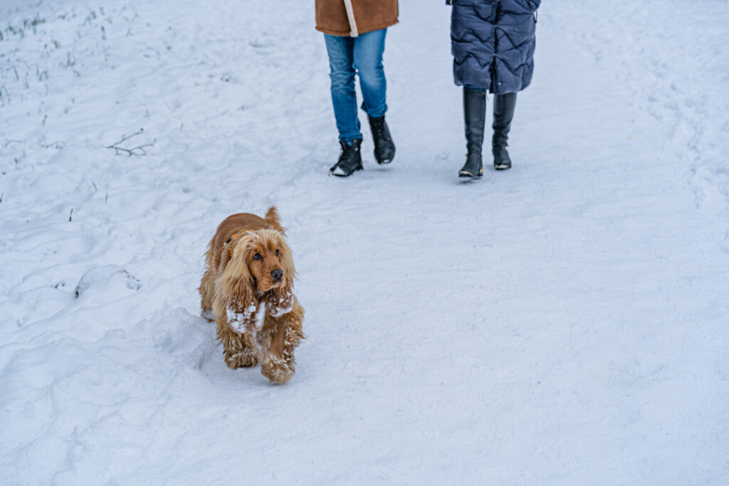 Is Salt Bad for Dogs An Exploration of Pet-safe Winter Solutions
