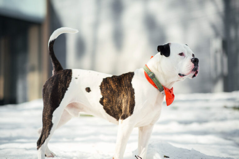 CanineConsiderations-Salts-Safe-For-Dogs