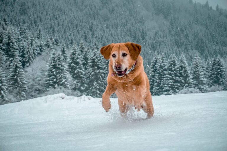 Investigating-The-Safety-Of-Calcium-Chloride-For-Household-Pets