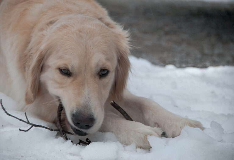 Is-Commercial-Ice-Melt-Safe-For-Pets