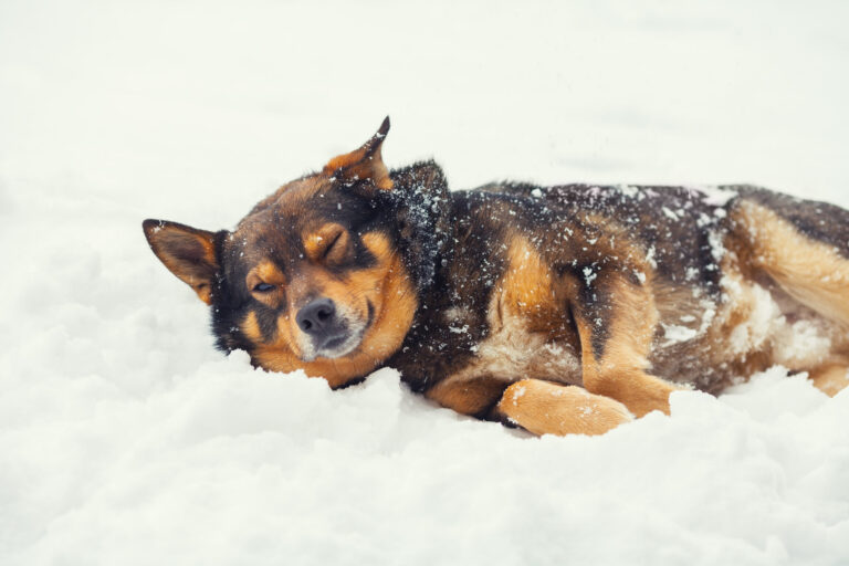 Is Ice Bad For Dogs
