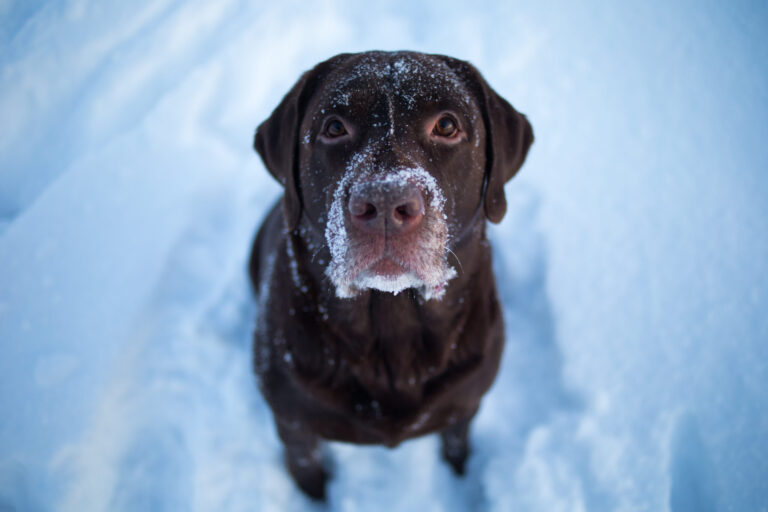 Is-There-Anything-Thats-Dog-Salt
