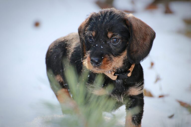 Pet-Friendly Ice Melts Top Picks For 2023