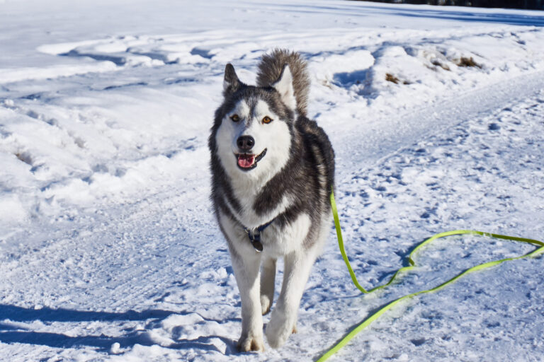 What-To-Use-In-Place-Of-Dog-Salt