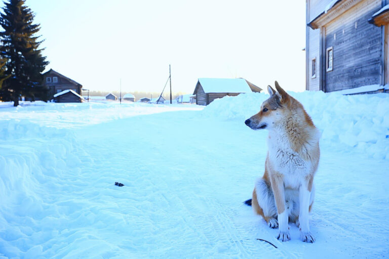 Pet Safety in Winters