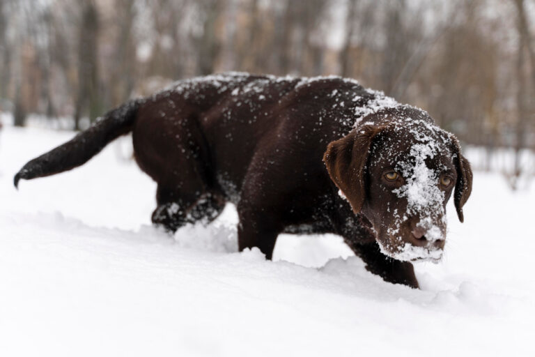 Is Salt Really a Dog's Enemy