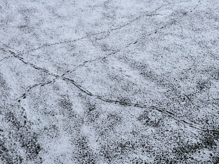 Safe Paw and Safe Thaw deicer on concrete driveway during winter freeze-thaw cycle