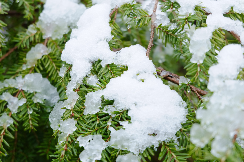 Impact Of Chemical Ice Melt On Plants